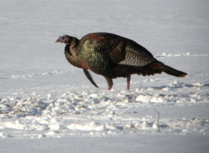 dclv07i04-door-to-nature-turkey-in-field