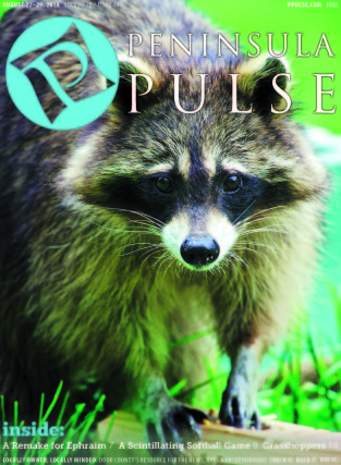 Pulse Cover v20i34 Racoon
