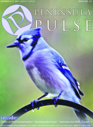 Pulse Cover v20i46 Bluebird