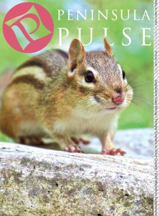 Pulse Cover v21i17 Squirrel