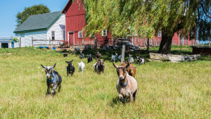 Grasse Acres goats