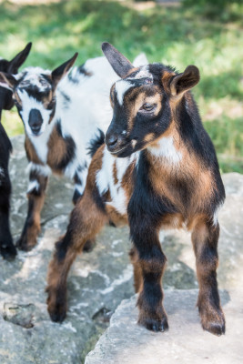 Nigerian Dwarf goat Grasse Acres