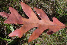 White oak leaf. roy lukes