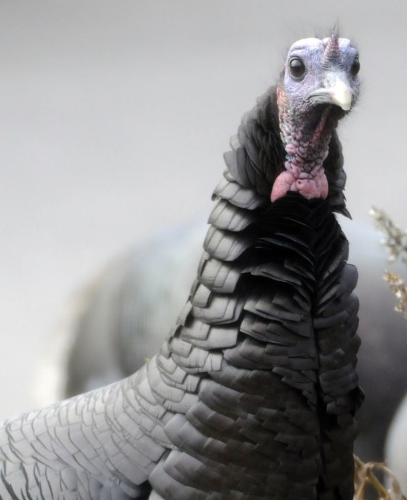 This close view of a turkey’s head shows the pink wattle, sometimes called dewlap, on its throat. Photo by Roy Lukes.
