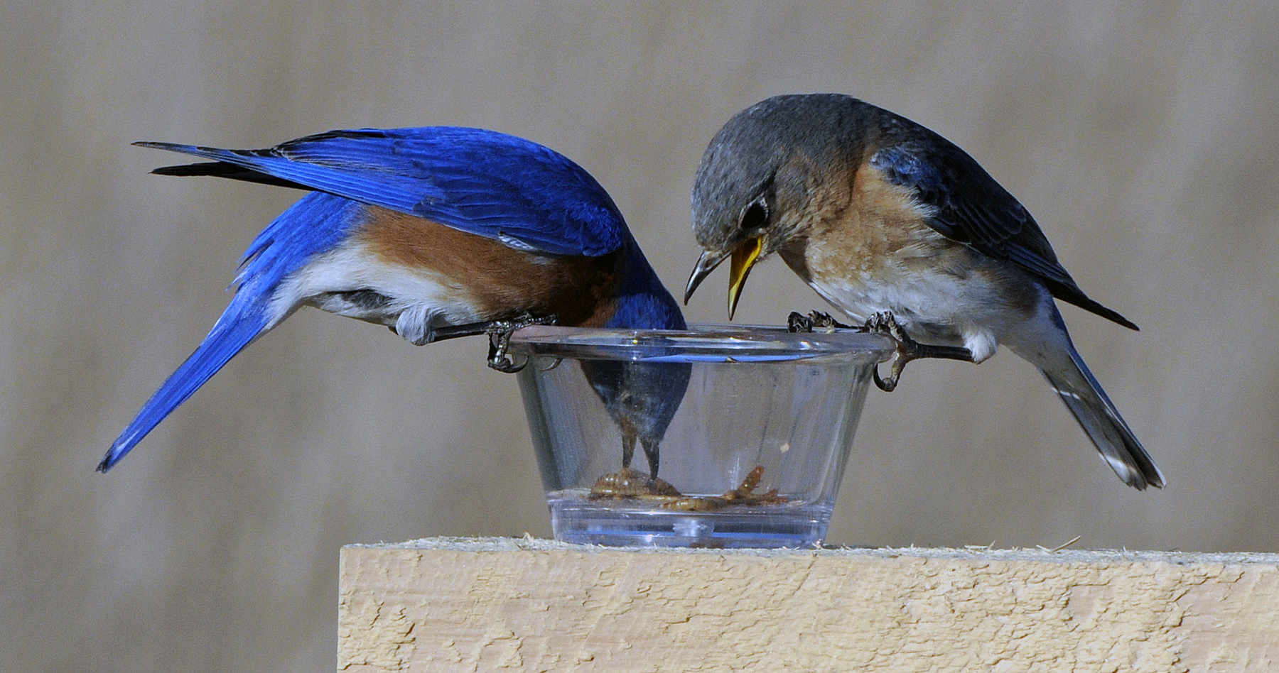 1 PP 4 29 16 Bluebird pair eat mealworms