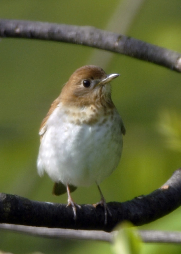 A veery has a whiter breast with paler spots only near the top. Photo by Roy Lukes.