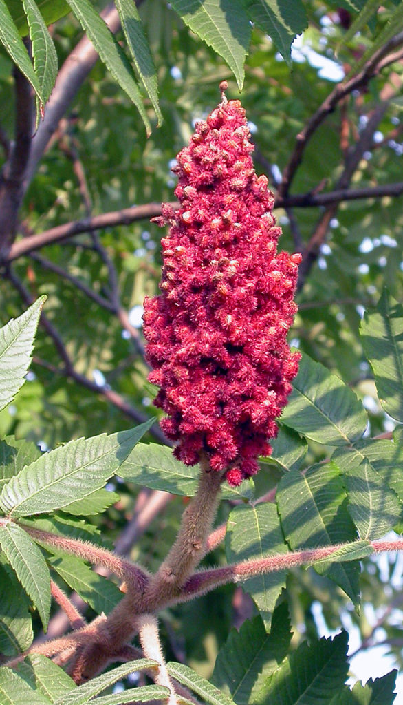 The fruit of staghorn sumac is deep red and can stay on the tree for most of the winter. Photo by Roy Lukes.