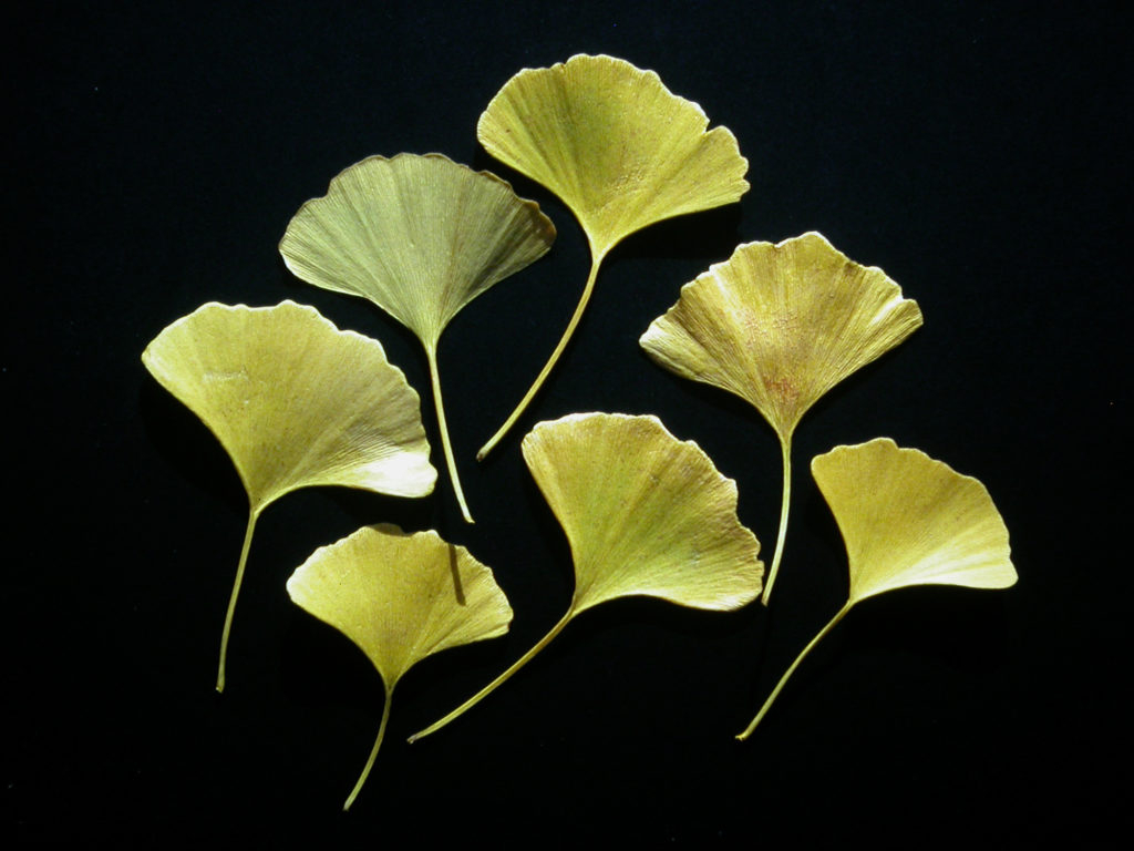 Gingko leaves are beautifully different from most other tree leaves. Photo by Roy Lukes.