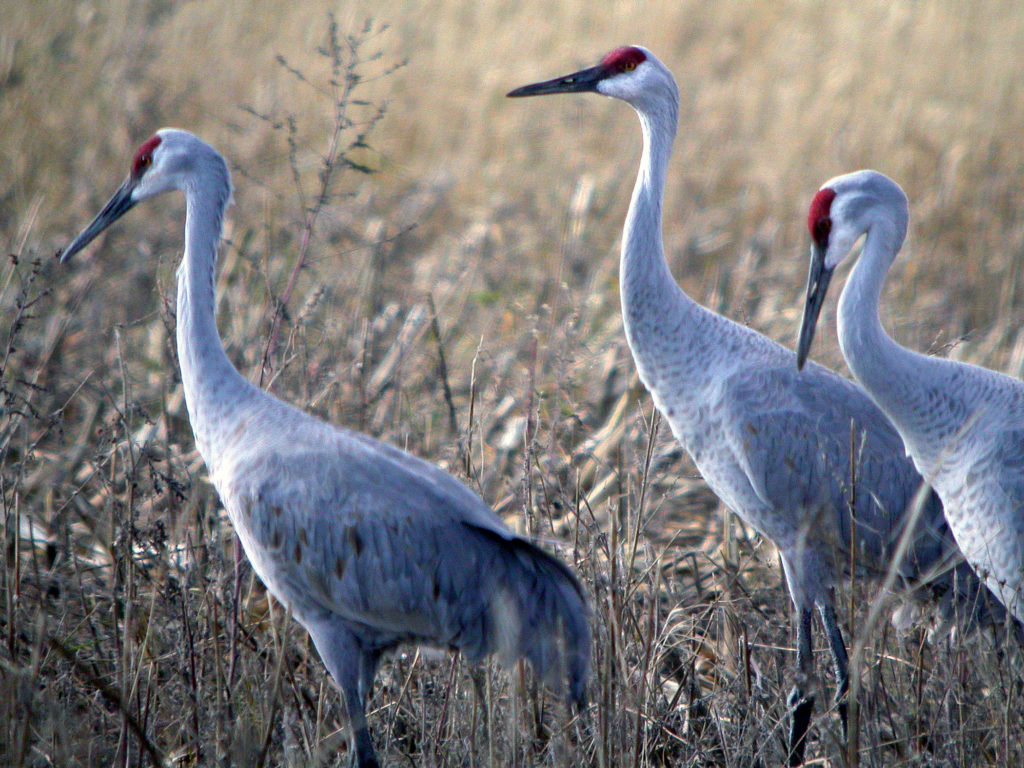 Sandhill cranes will gather in large flocks before they head to their wintering grounds. Photo by Roy Lukes.