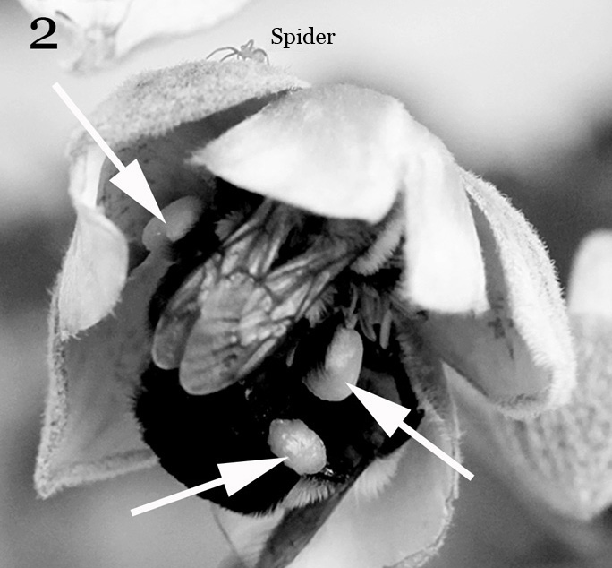 Competition for pollen often results in two bumblebees crowding into the same partly opened flower, as shown here. Arrows show three of the four expected pollen masses associated with the two bees. The other mass is behind the bee’s bodies. A tiny spider sits on stop of the flower.