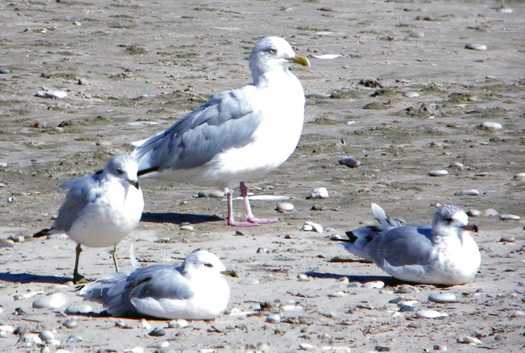 One larger herring gull stands behind three ring-billed gulls to show the size difference. Photo by Roy Lukes. 