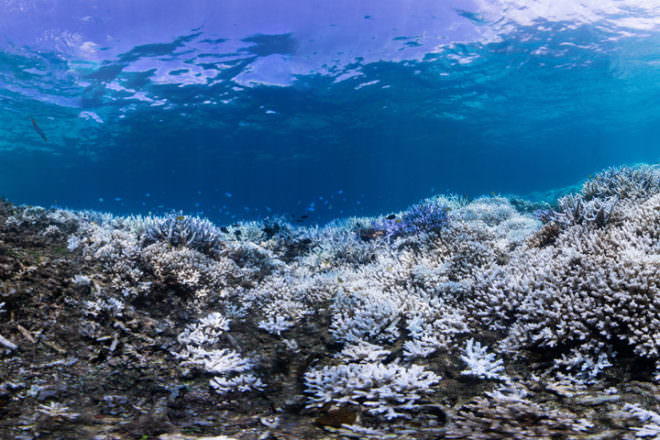 Okinawa Coral