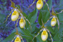 #1-PP-6-23-17-Large yellow lady's-slipper