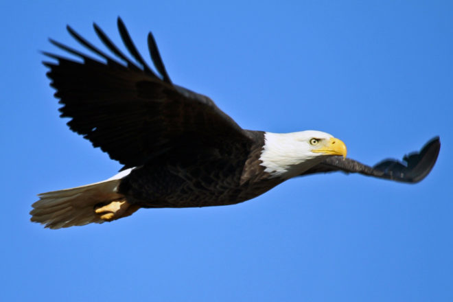Donation Challenge Set to Bring Bald Eagle to Bird Sanctuary