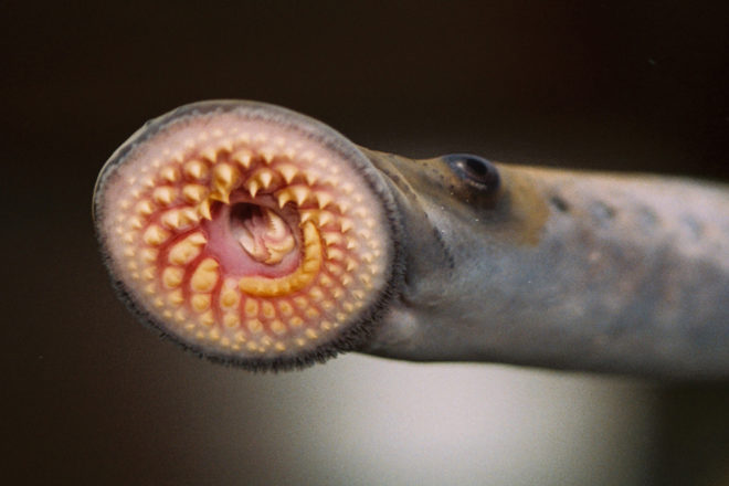 Vampire Of The Sea Without Lamprey, What Class Are Lampreys In