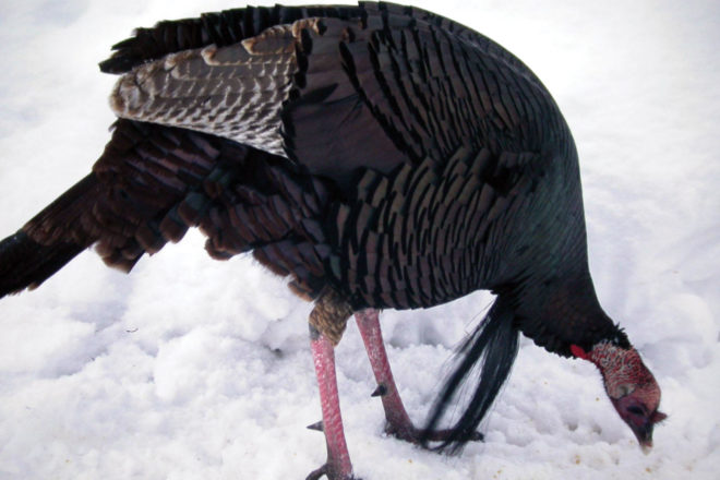 Trivia: What's The Largest Turkey Hunted in Wisconsin?
