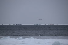 A U.S. Coast Guard helicopter with people awaiting rescue on an ice floe can be seen from shore just north of Little Harbor. Photo by Doug Henderson.
