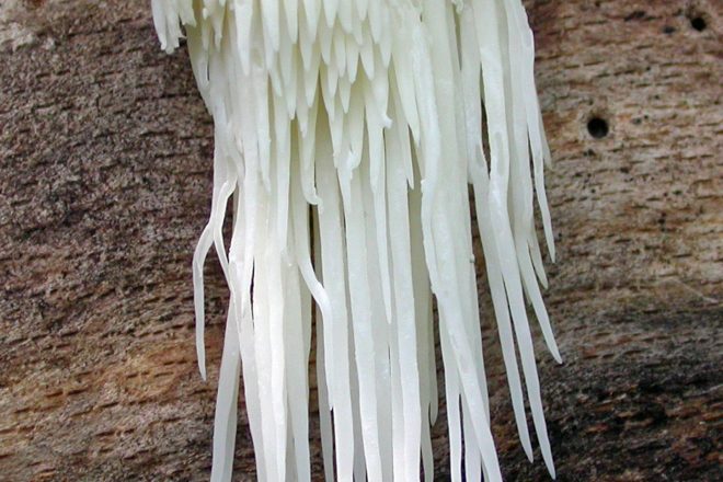 DOOR TO NATURE: Mushrooms with Teeth