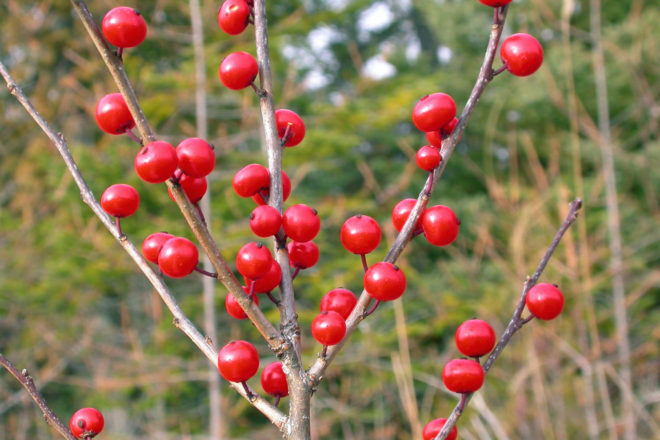 Door to Nature: The Holly and Mistletoe Season