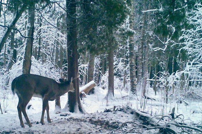 WILD THINGS: Crossbows May Be Steering Big Drop in Gun Deer Harvest