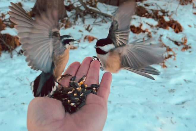 Framed: Feeding Birds at Peninsula State Park