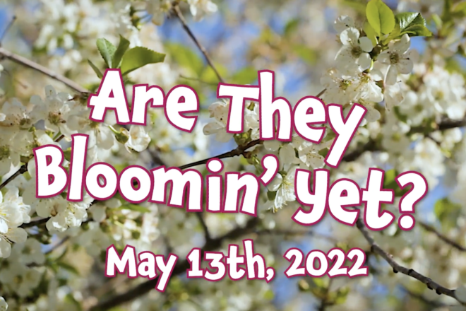 Door County Cherry Blossoms: Are They Bloomin' Yet? | May 13th, 2022