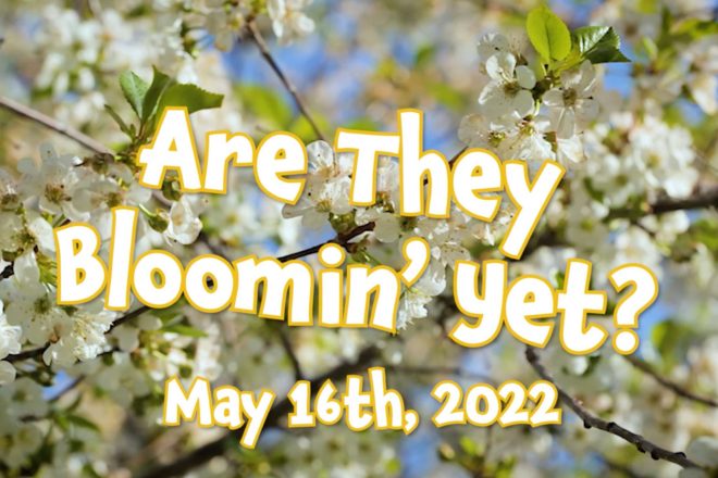 Door County Cherry Blossoms: Are They Bloomin’ Yet? | May 16th, 2022