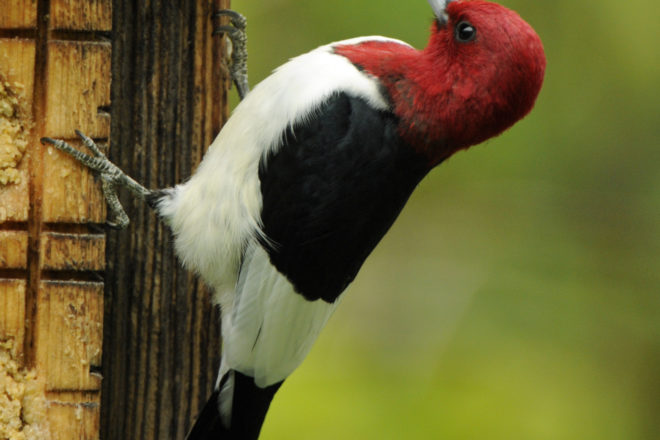 Door to Nature: Woodpeckers That Migrate