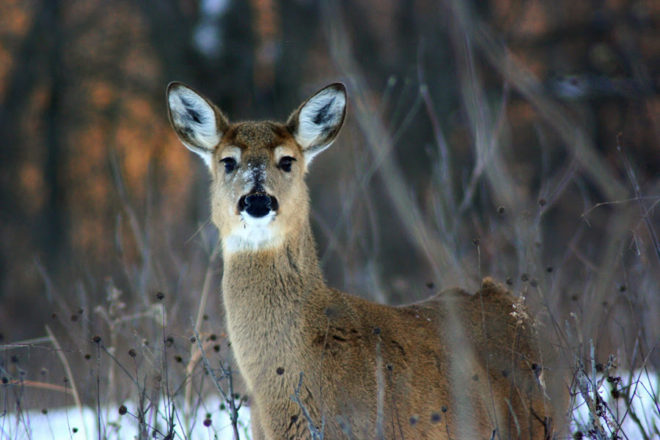 Wild Things: ‘Bow’ Deer Hunt Extended to Jan. 31