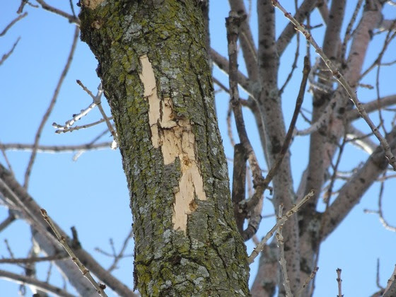 Treatments May Save Special Ash Trees